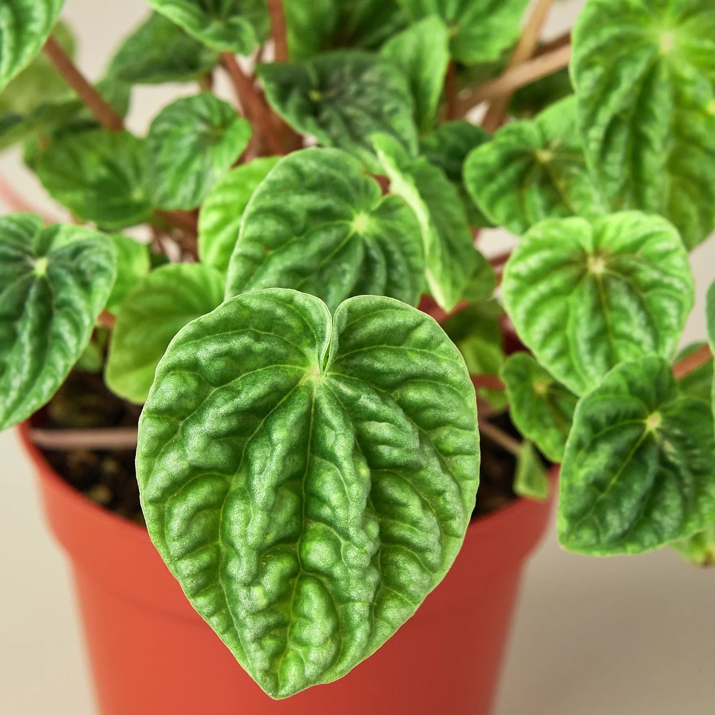 Peperomia 'Ripple' | Cactus Clint