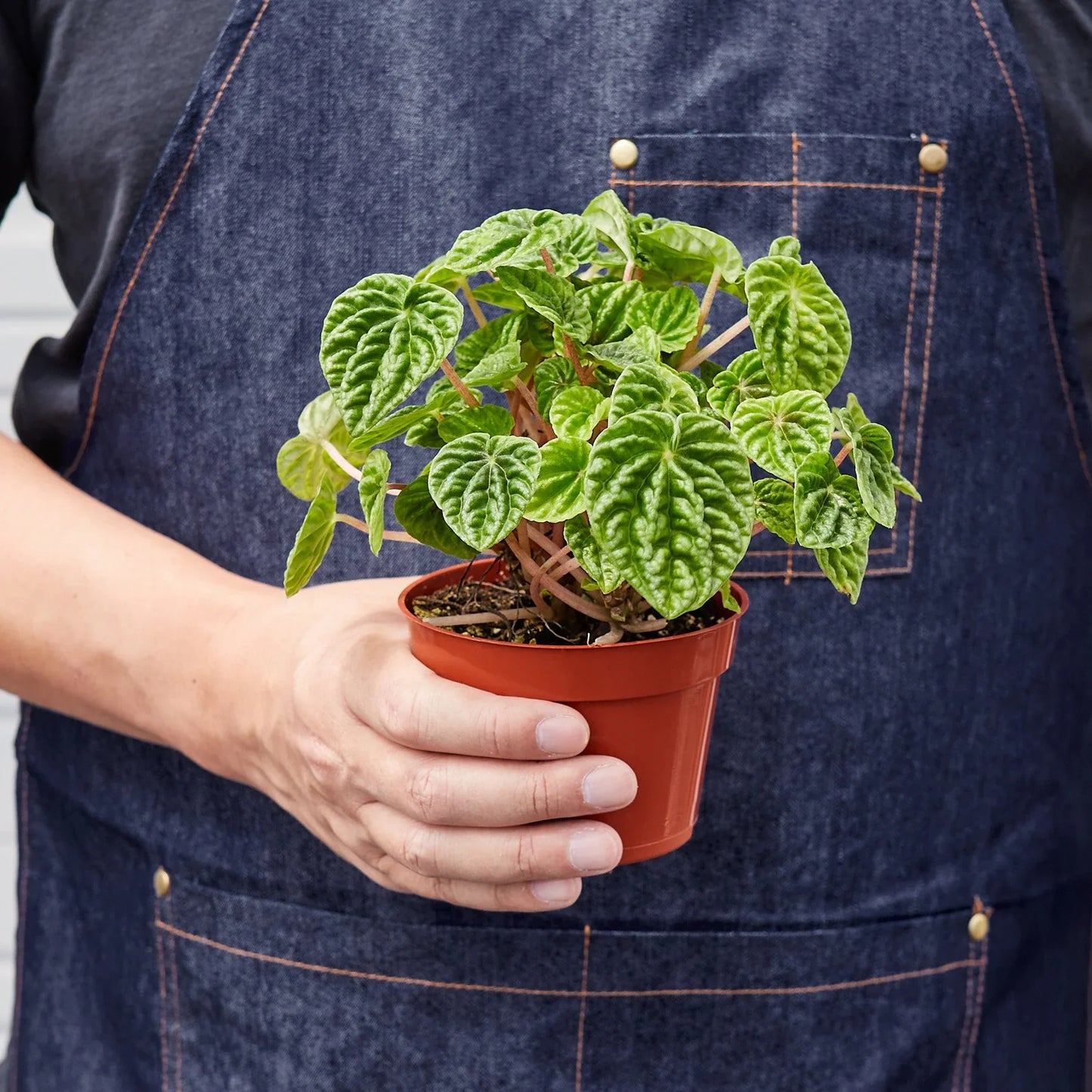 Peperomia 'Ripple' | Cactus Clint