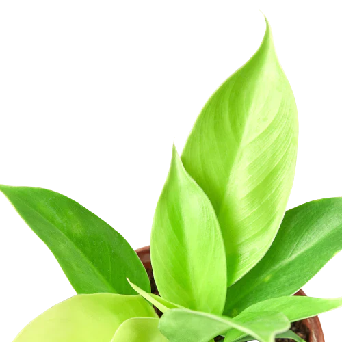 Philodendron 'Moonlight' | Cactus Clint