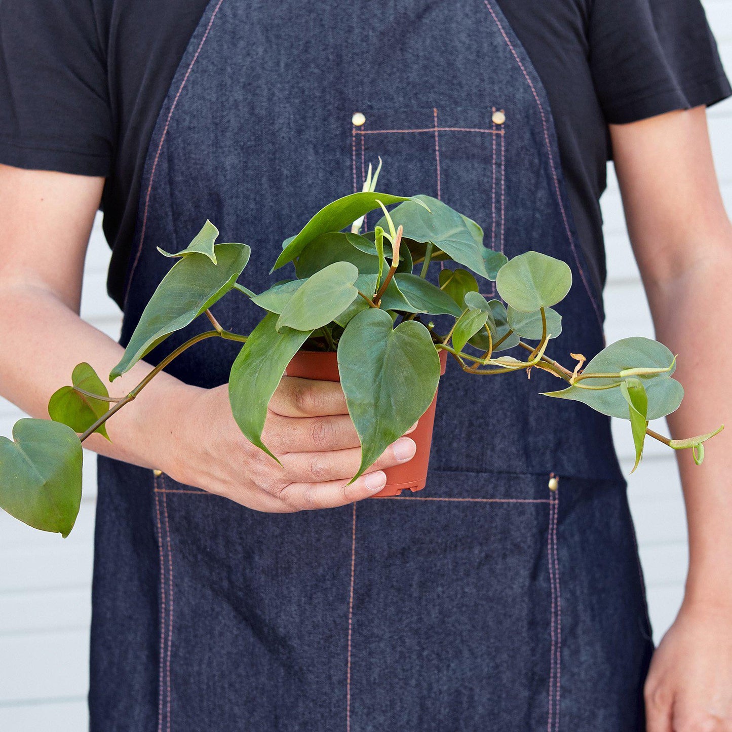Philodendron Cordatum Heartleaf | Cactus Clint