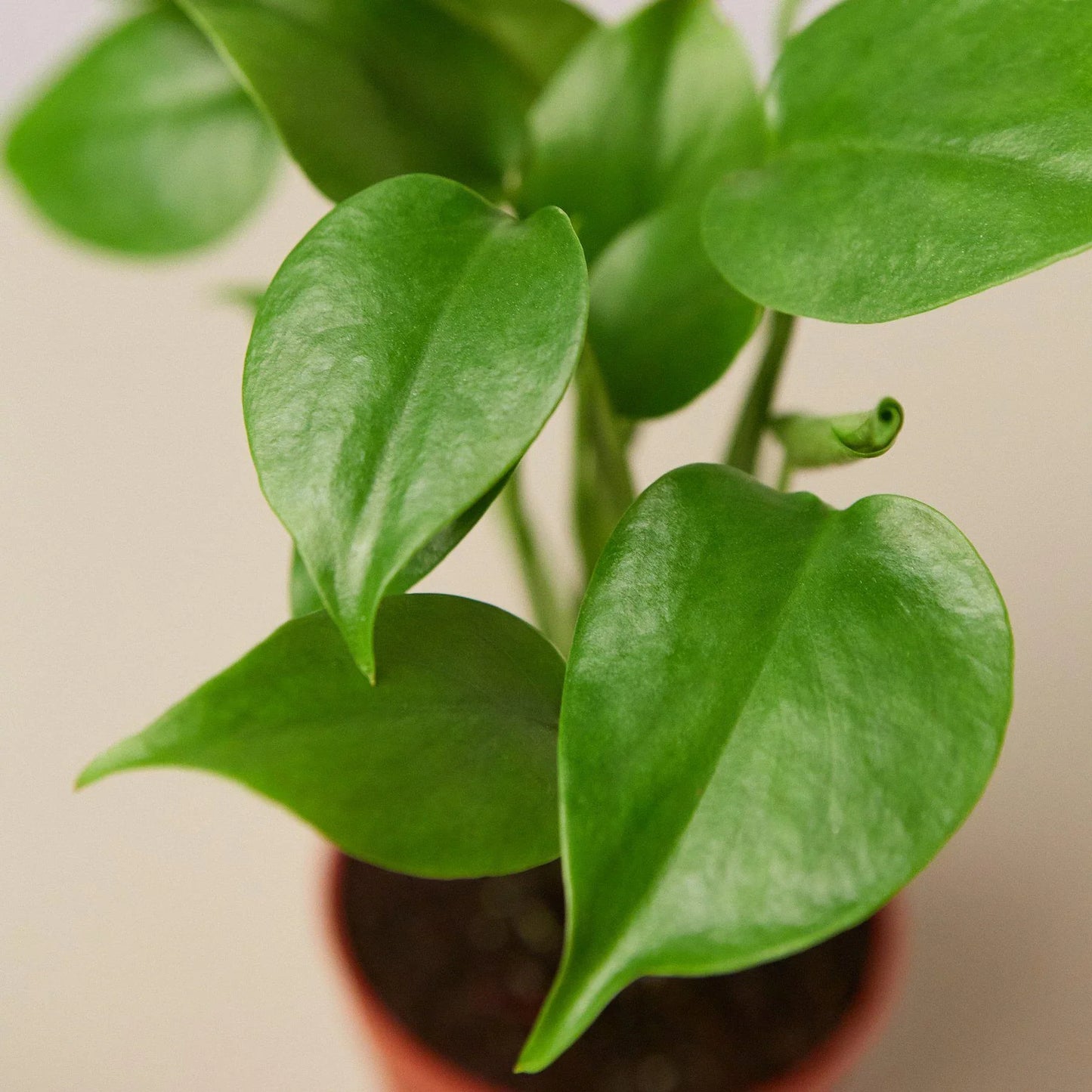 Philodendron Monstera Split-Leaf | Cactus Clint