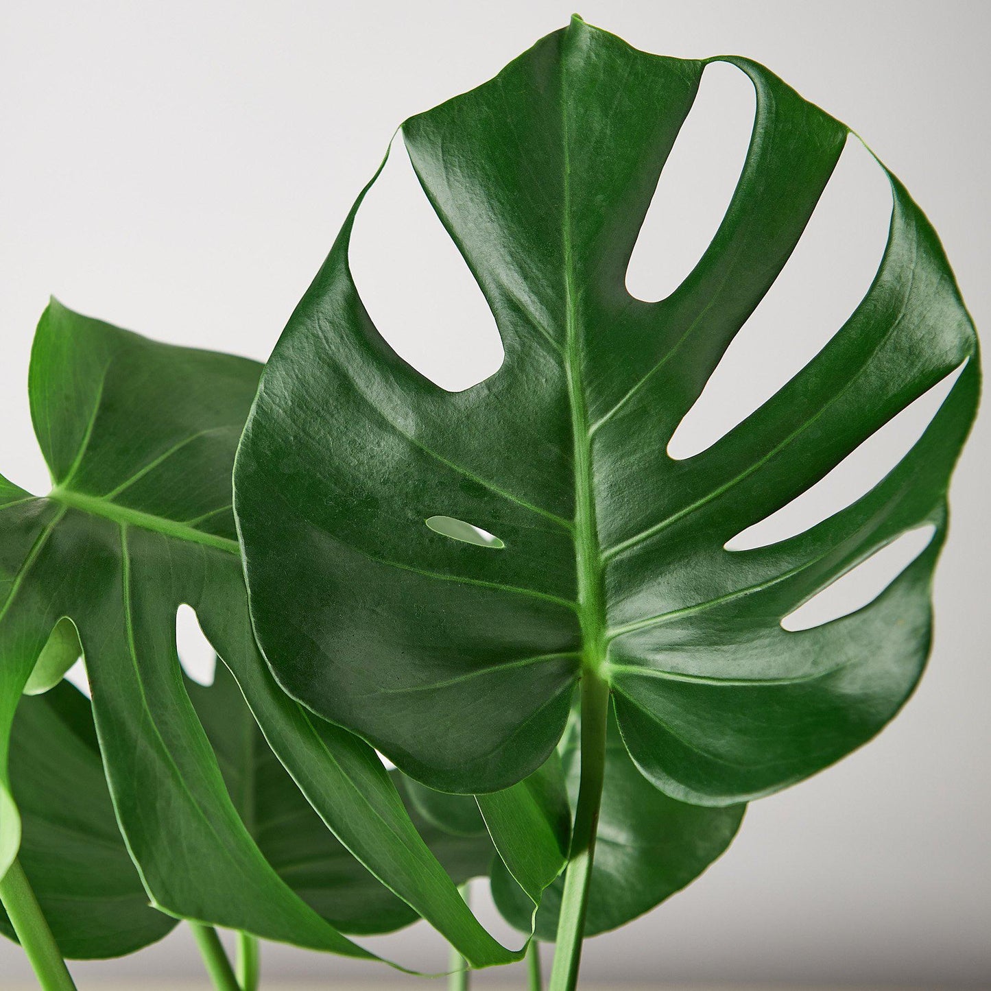 Philodendron Monstera Split-Leaf | Cactus Clint
