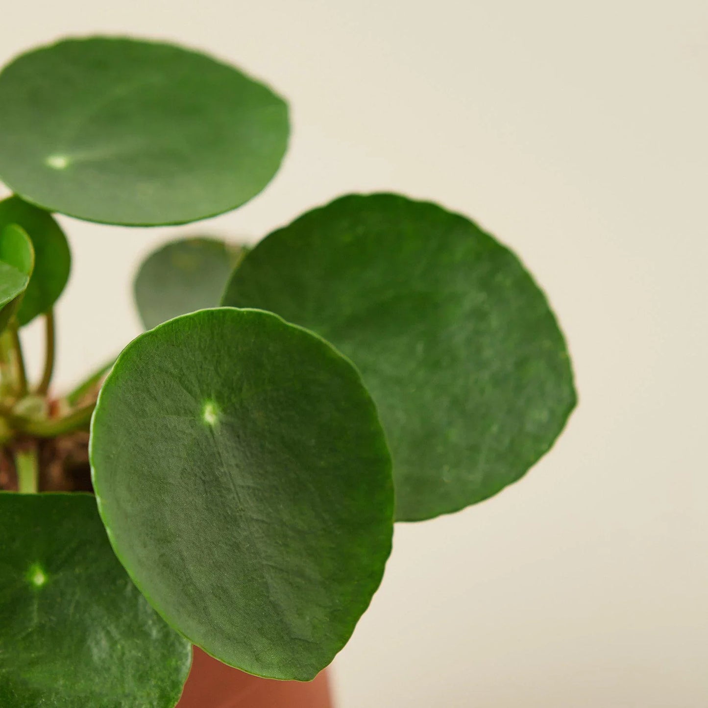 Pilea Peperomioides 'Chinese Money' | Cactus Clint