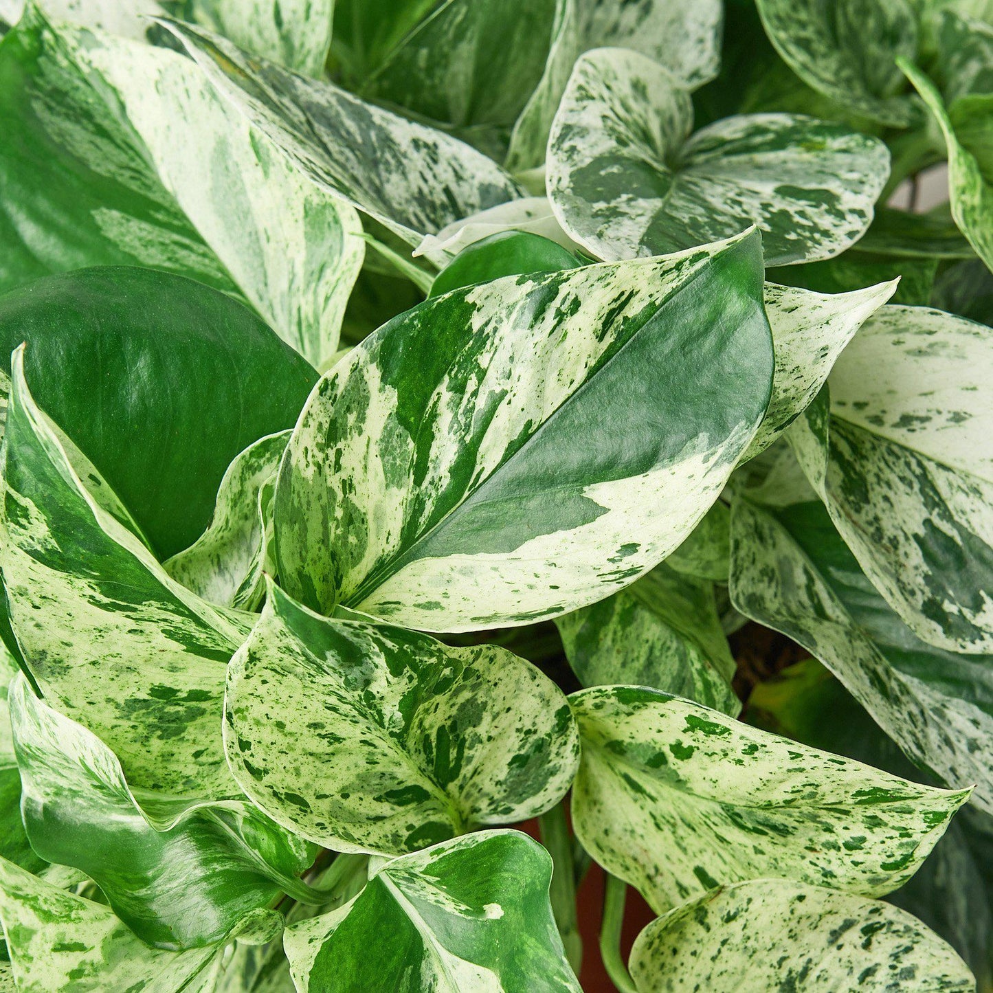 Pothos 'Marble Queen' | Cactus Clint