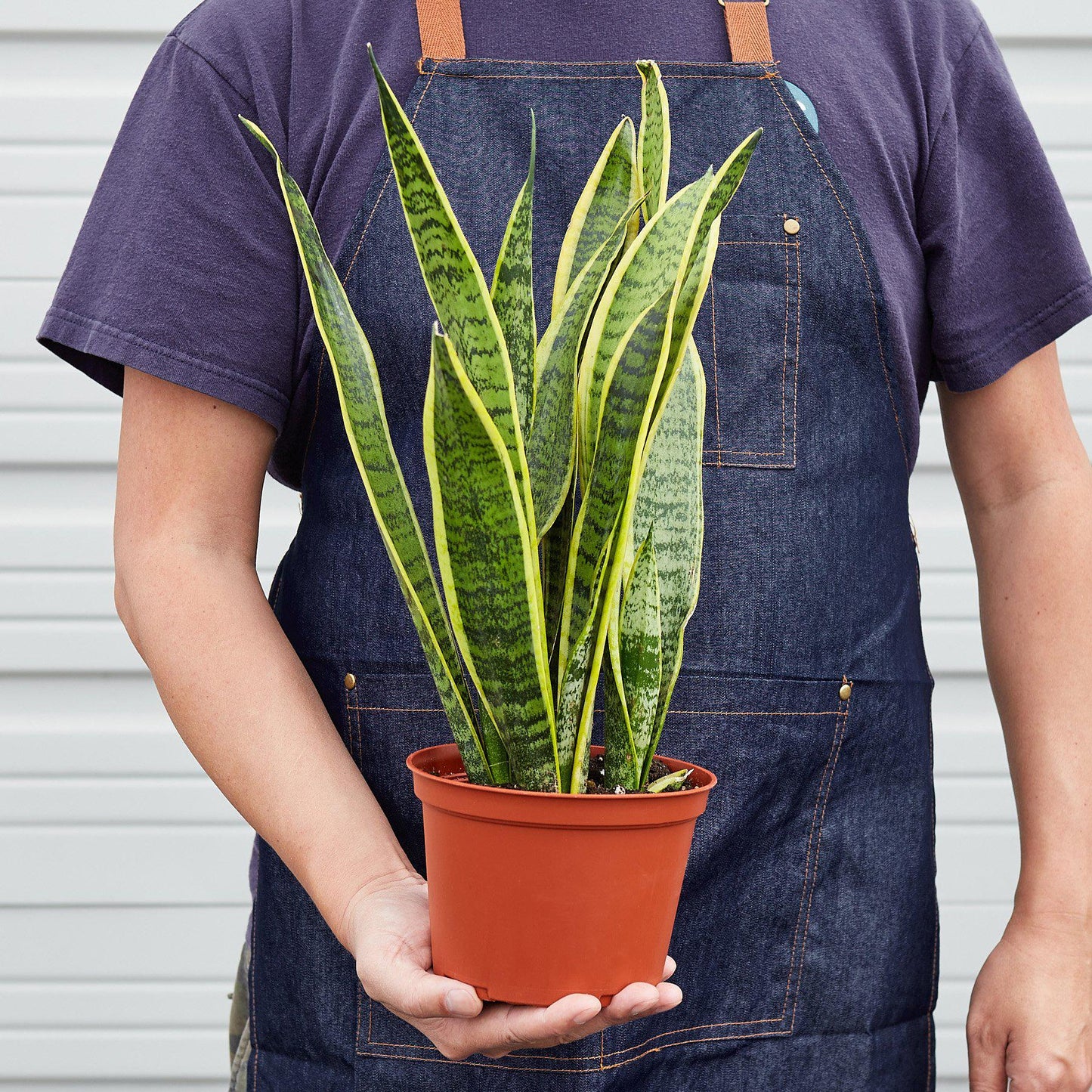 Snake Plant Laurentii | Cactus Clint