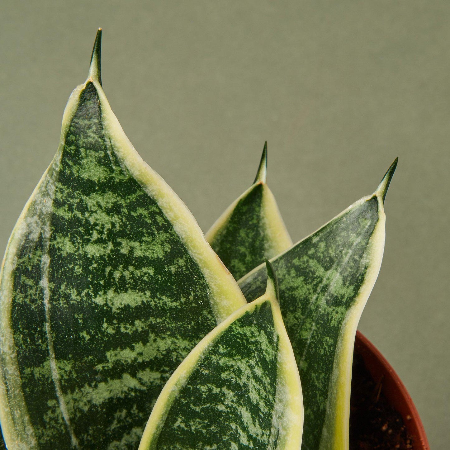 Snake Plant Laurentii Dwarf | Cactus Clint