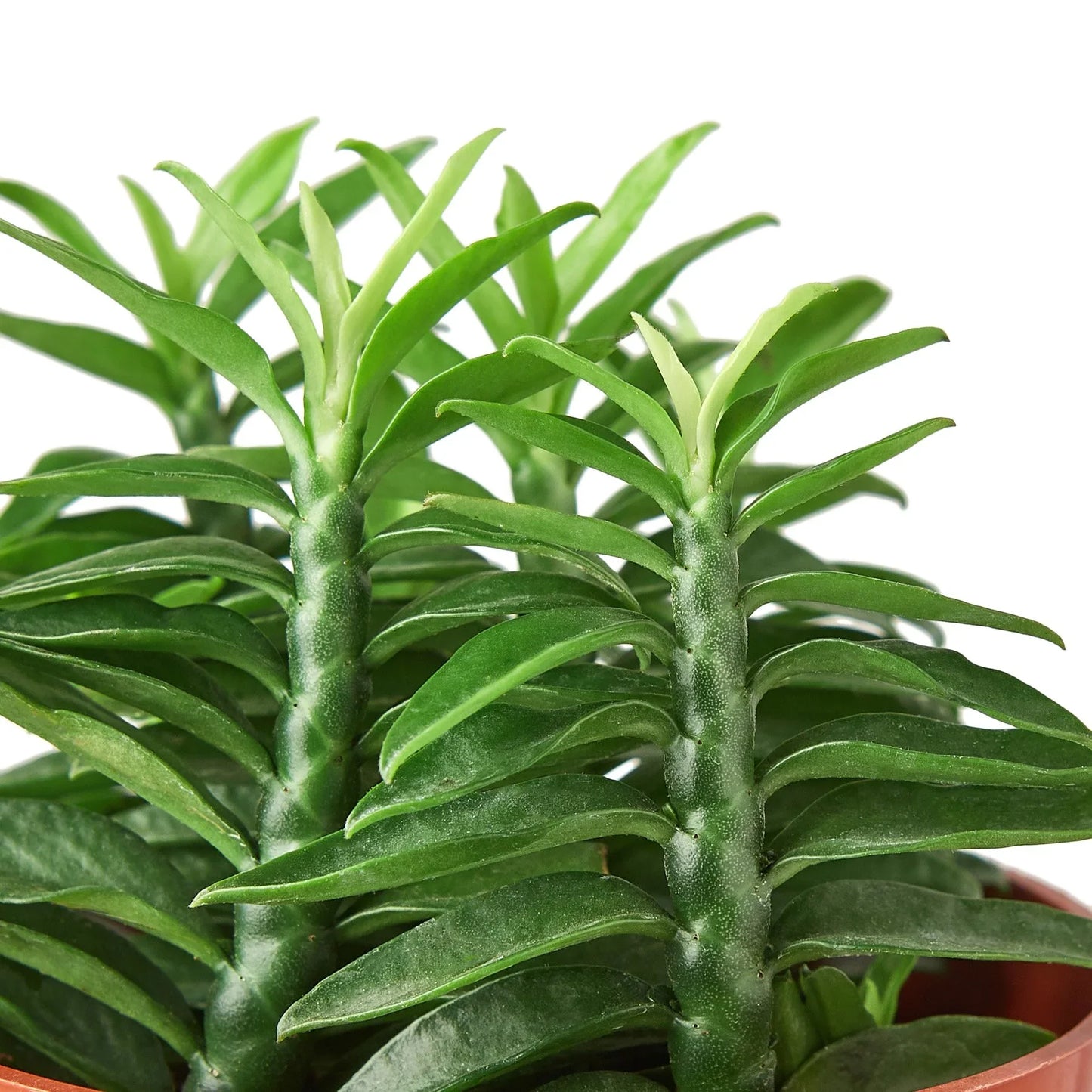 Devil's Backbone Euphorbia | Cactus Clint