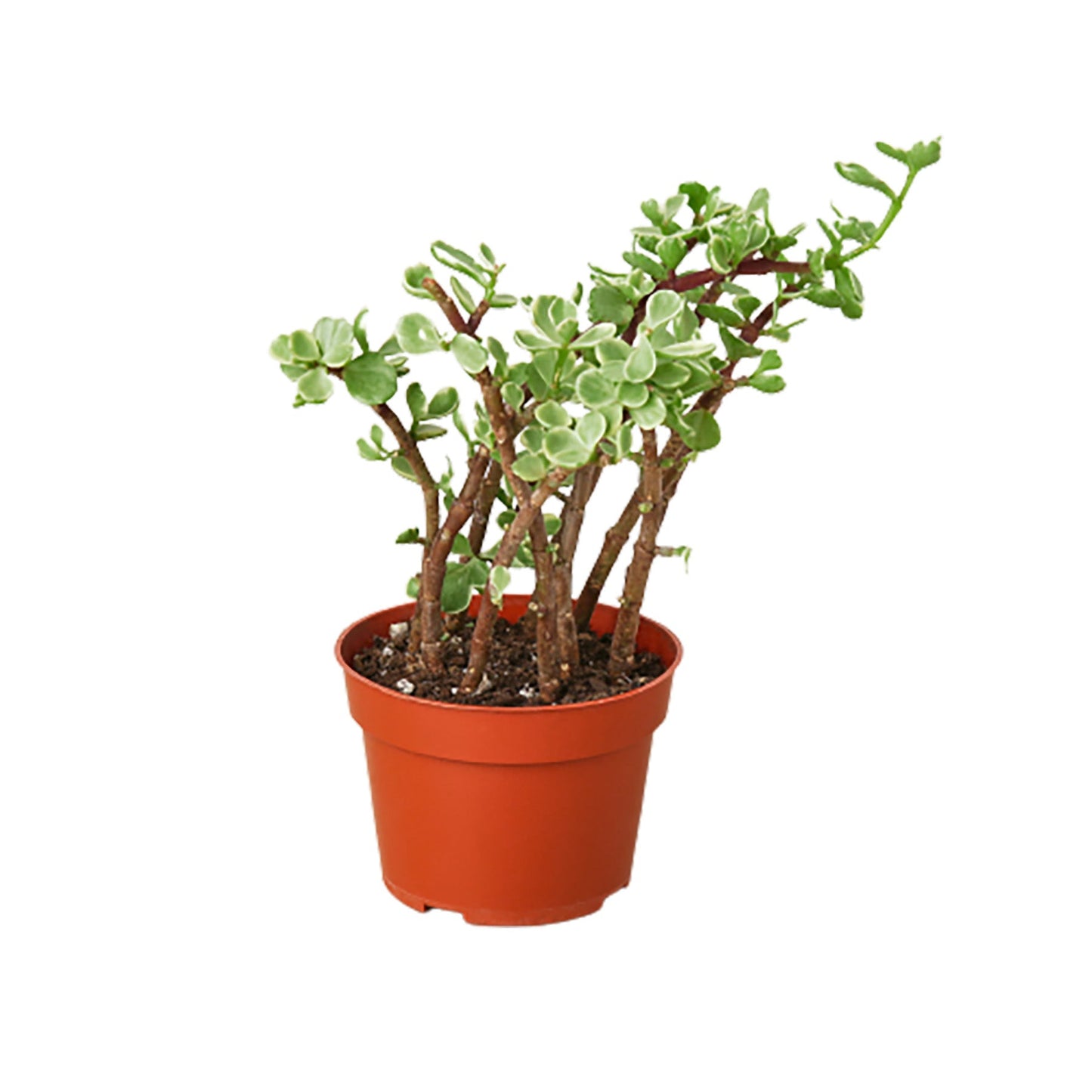 Succulent 'Rainbow Elephant Bush' | Cactus Clint