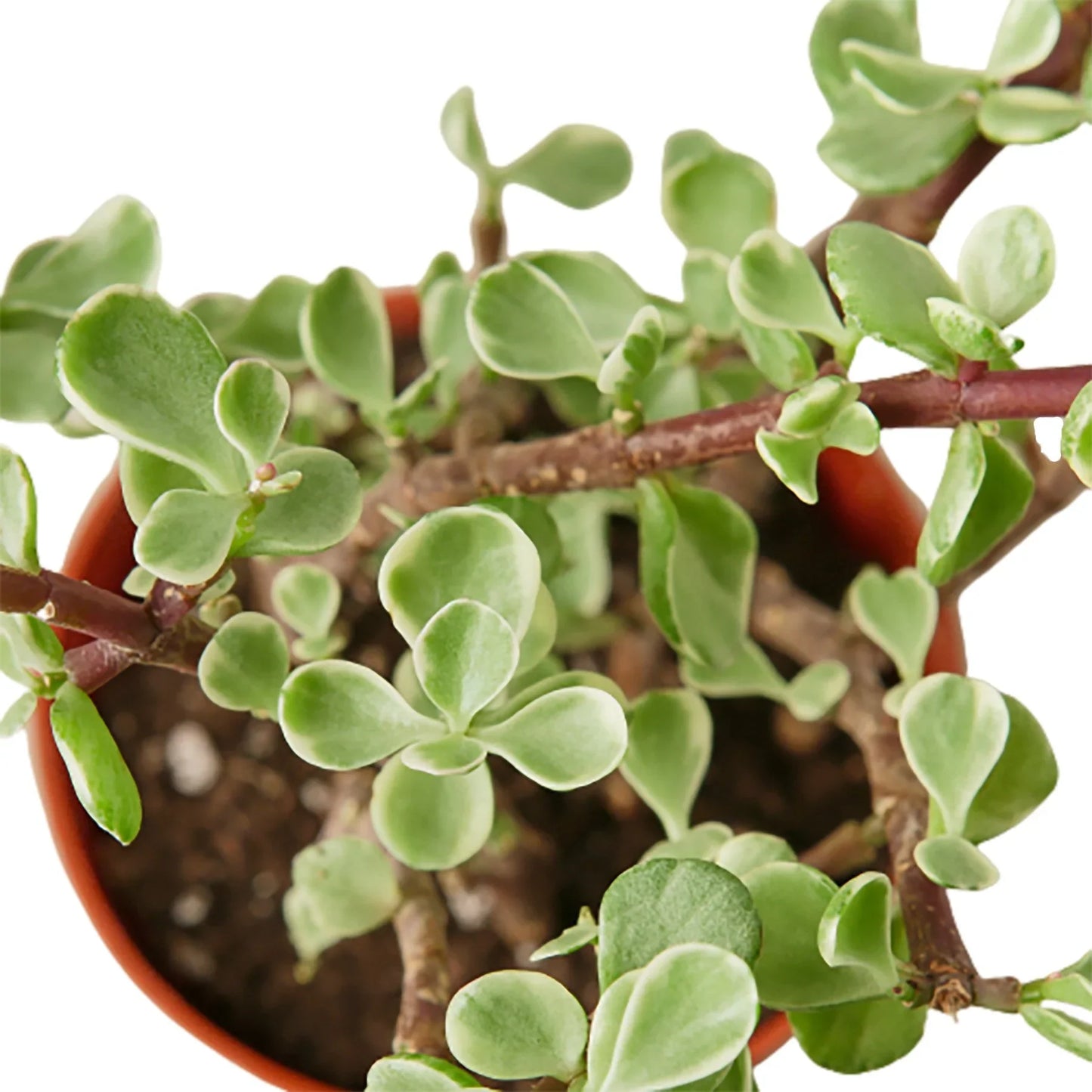 Succulent 'Rainbow Elephant Bush' | Cactus Clint