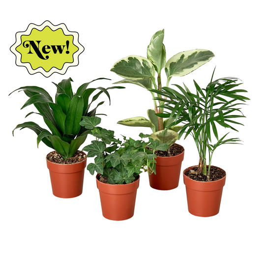 3" Tropical Plant Variety Bundle | Cactus Clint
