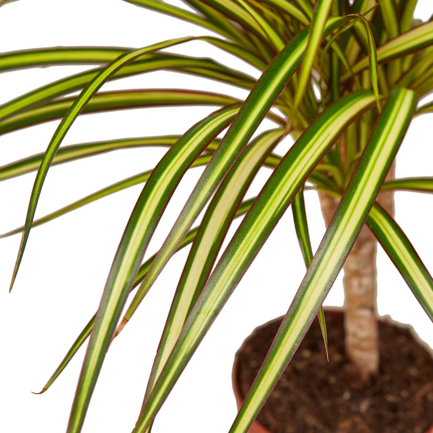 Dracaena Marginata 'Sunshine' | Cactus Clint