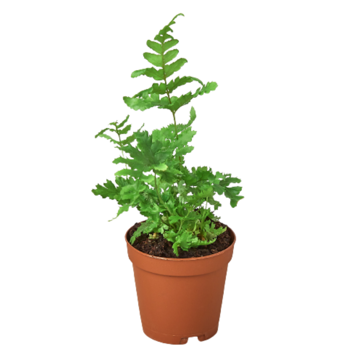 Autumn' Fern | Cactus Clint