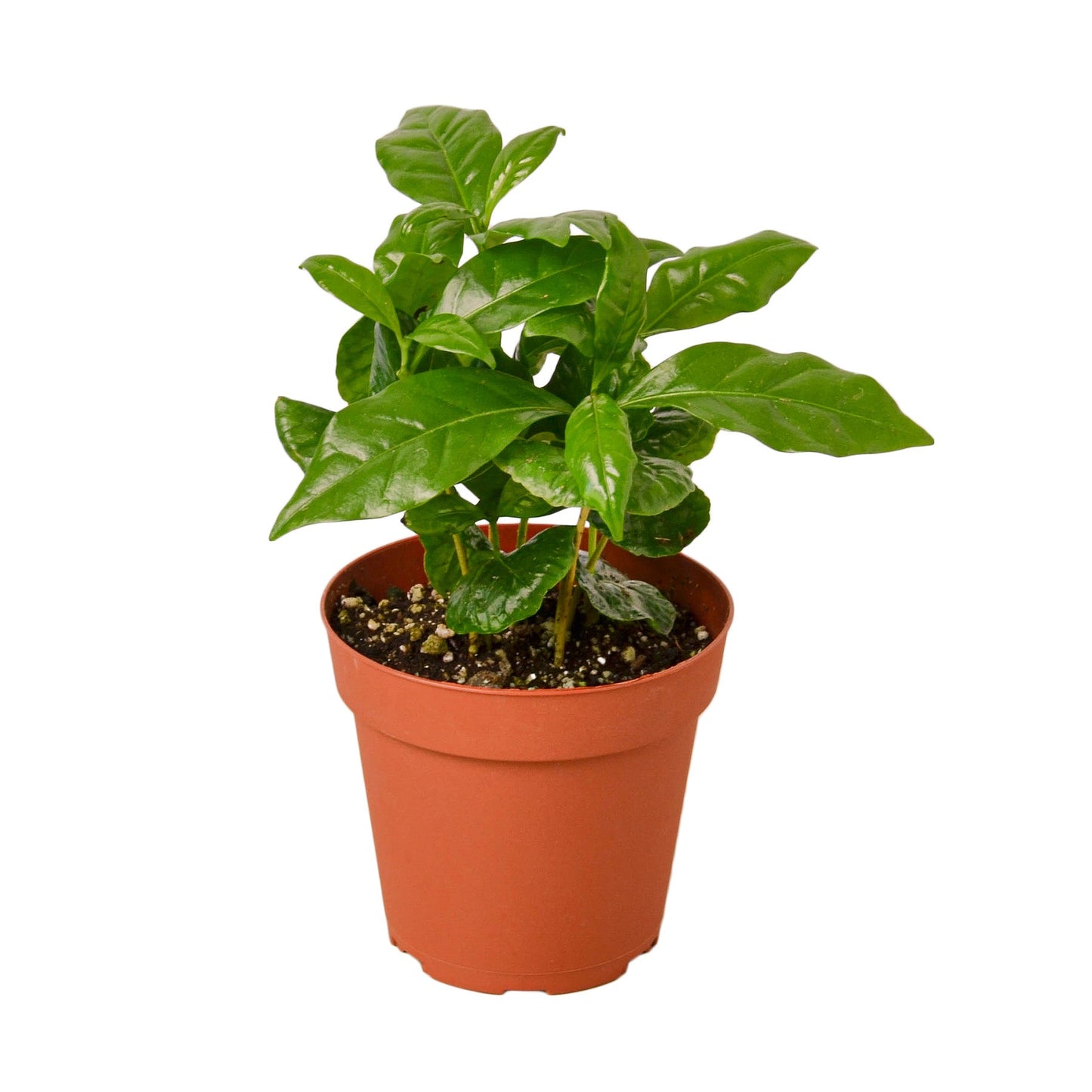 Arabica Coffee | Cactus Clint