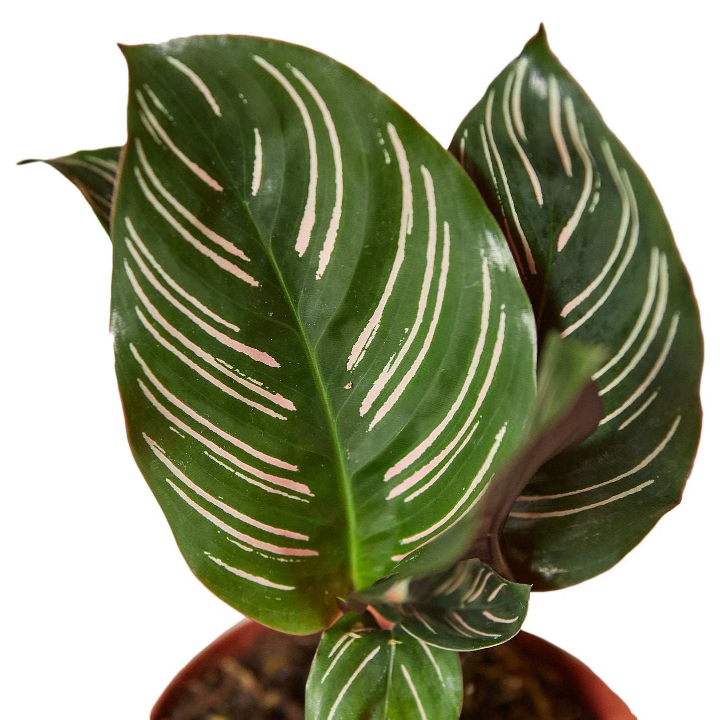 Calathea 'Ornata' | Cactus Clint