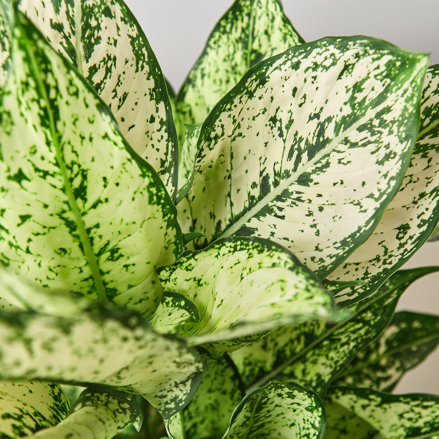 Chinese Evergreen 'First Diamond' | Cactus Clint
