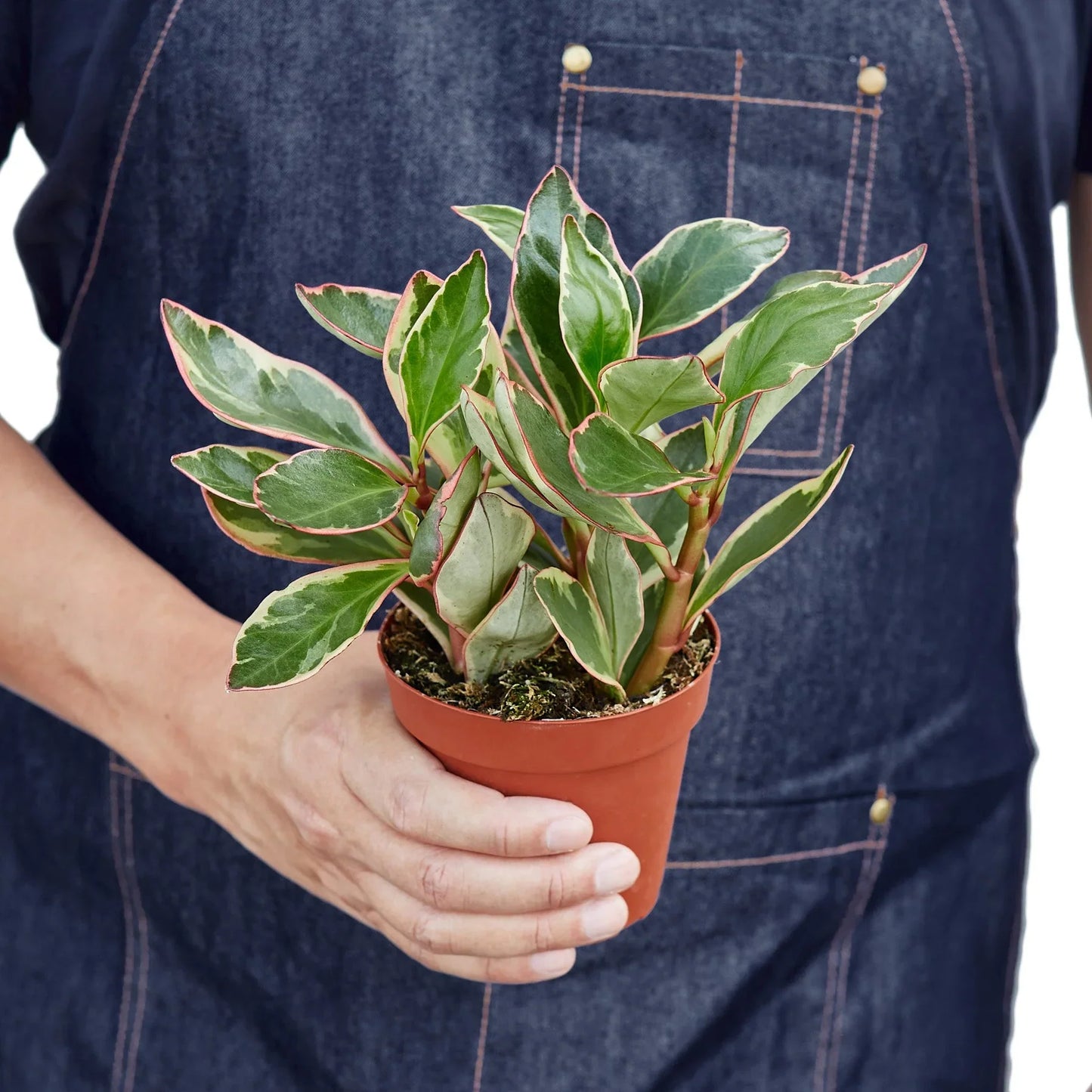 Peperomia 'Ginny' | Cactus Clint