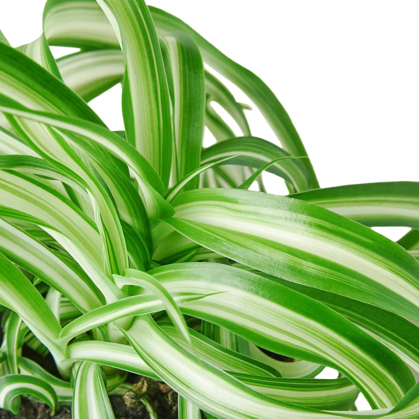 Spider Plant 'Bonnie' | Cactus Clint