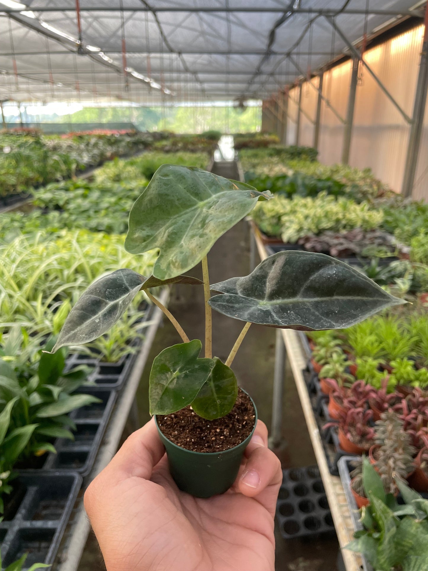 Alocasia Polly 'African Mask' | Cactus Clint