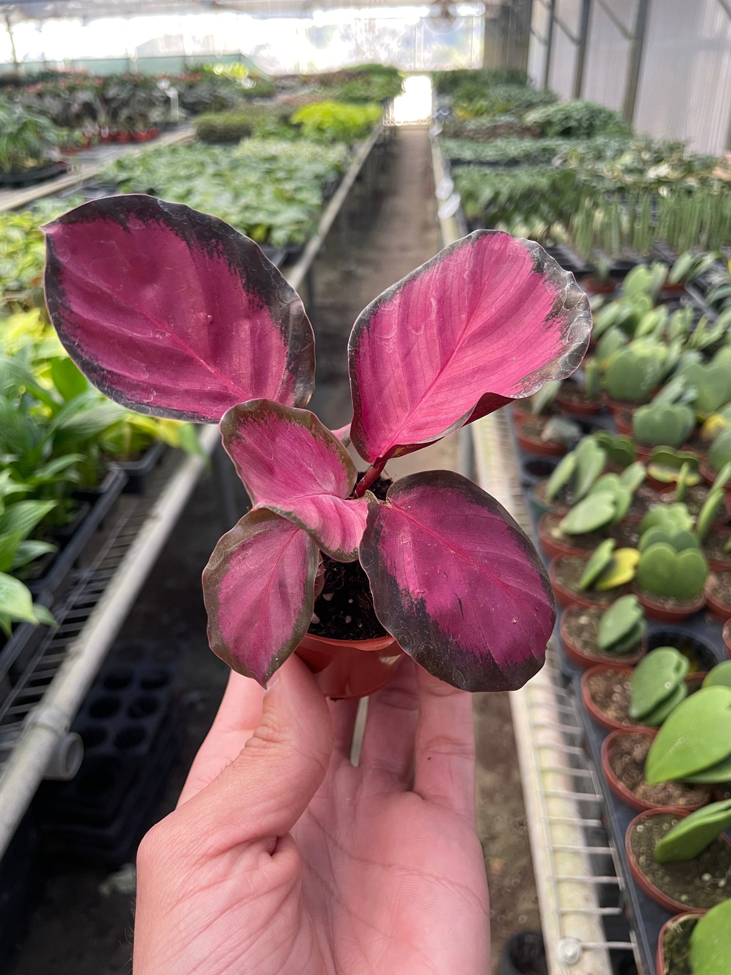 Calathea 'Purple Rose' | Cactus Clint