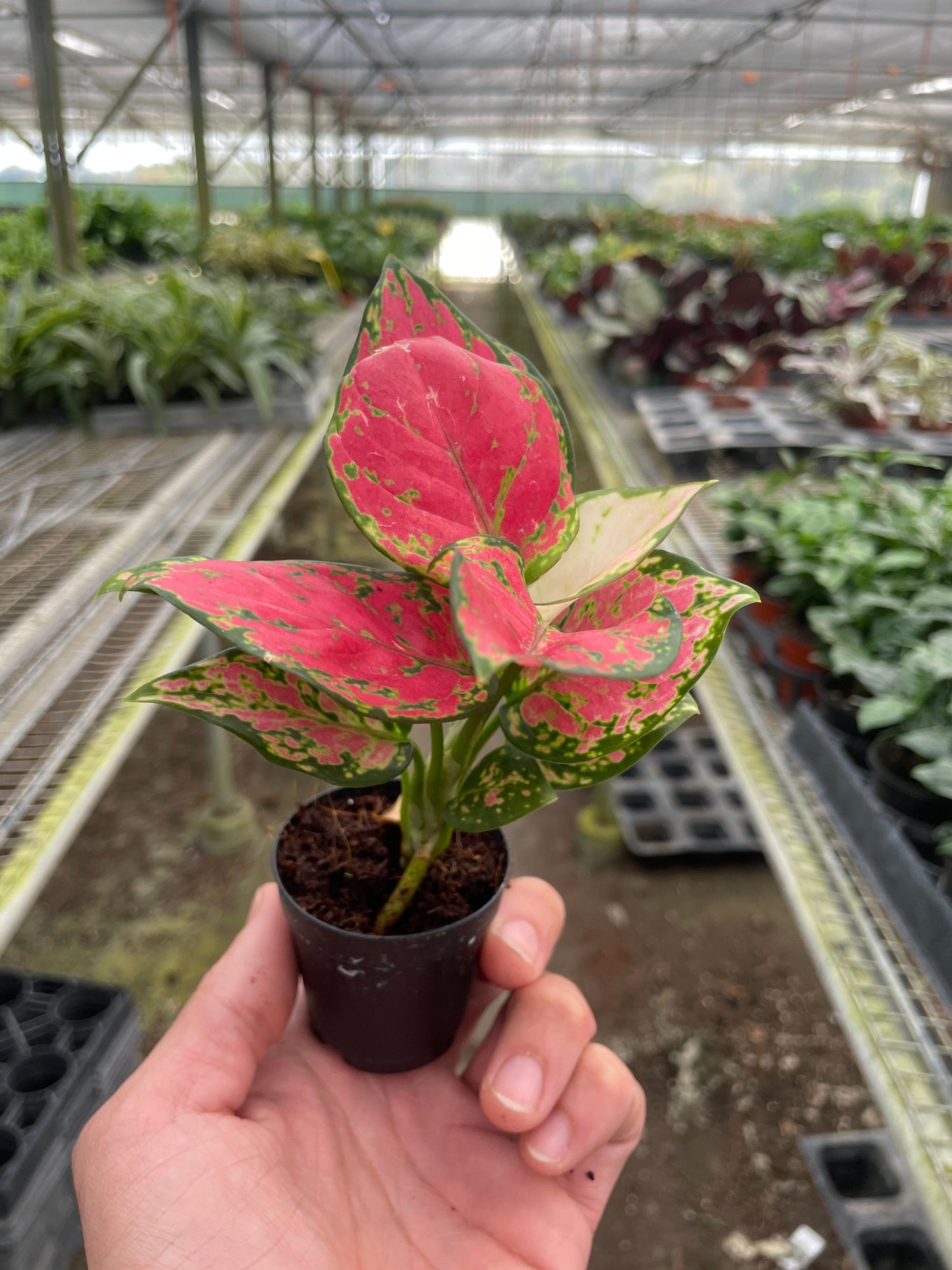 Chinese Evergreen 'Lady Valentine' | Cactus Clint