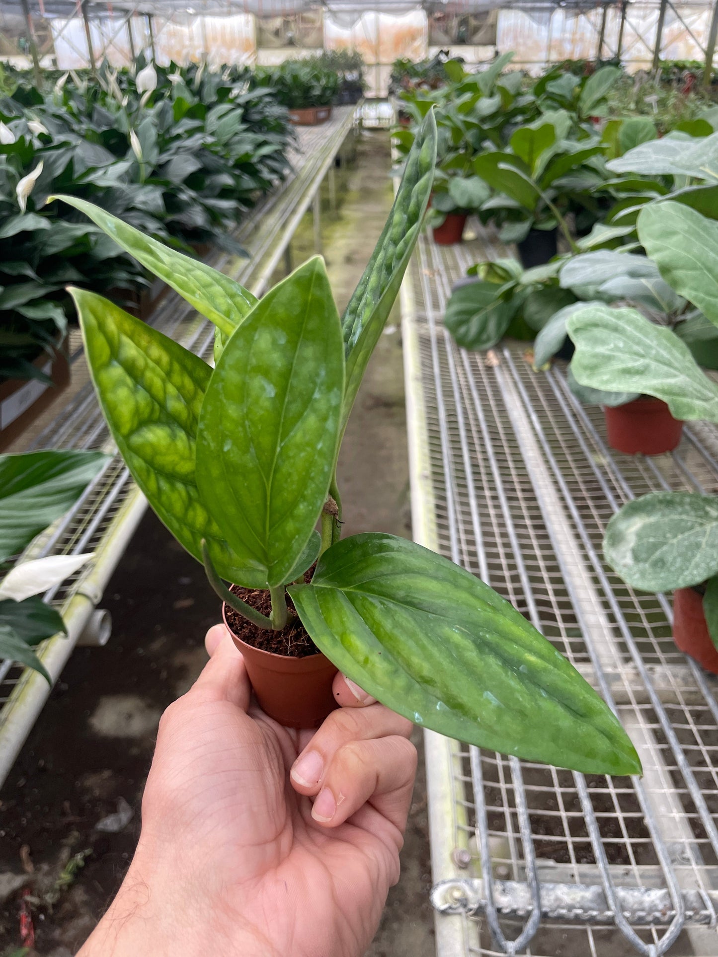Monstera 'Peru' | Cactus Clint