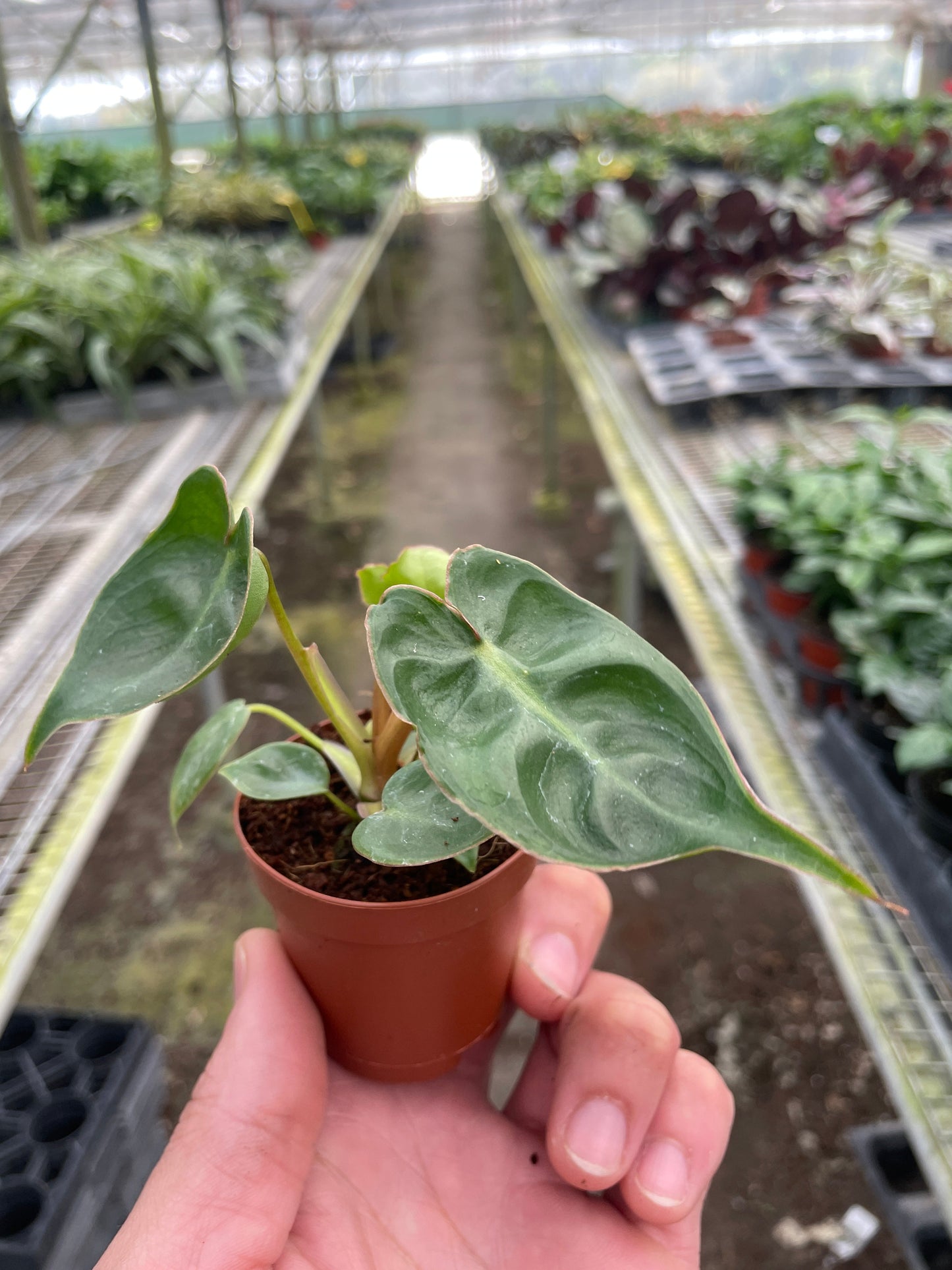 Philodendron 'Billietiae' | Cactus Clint