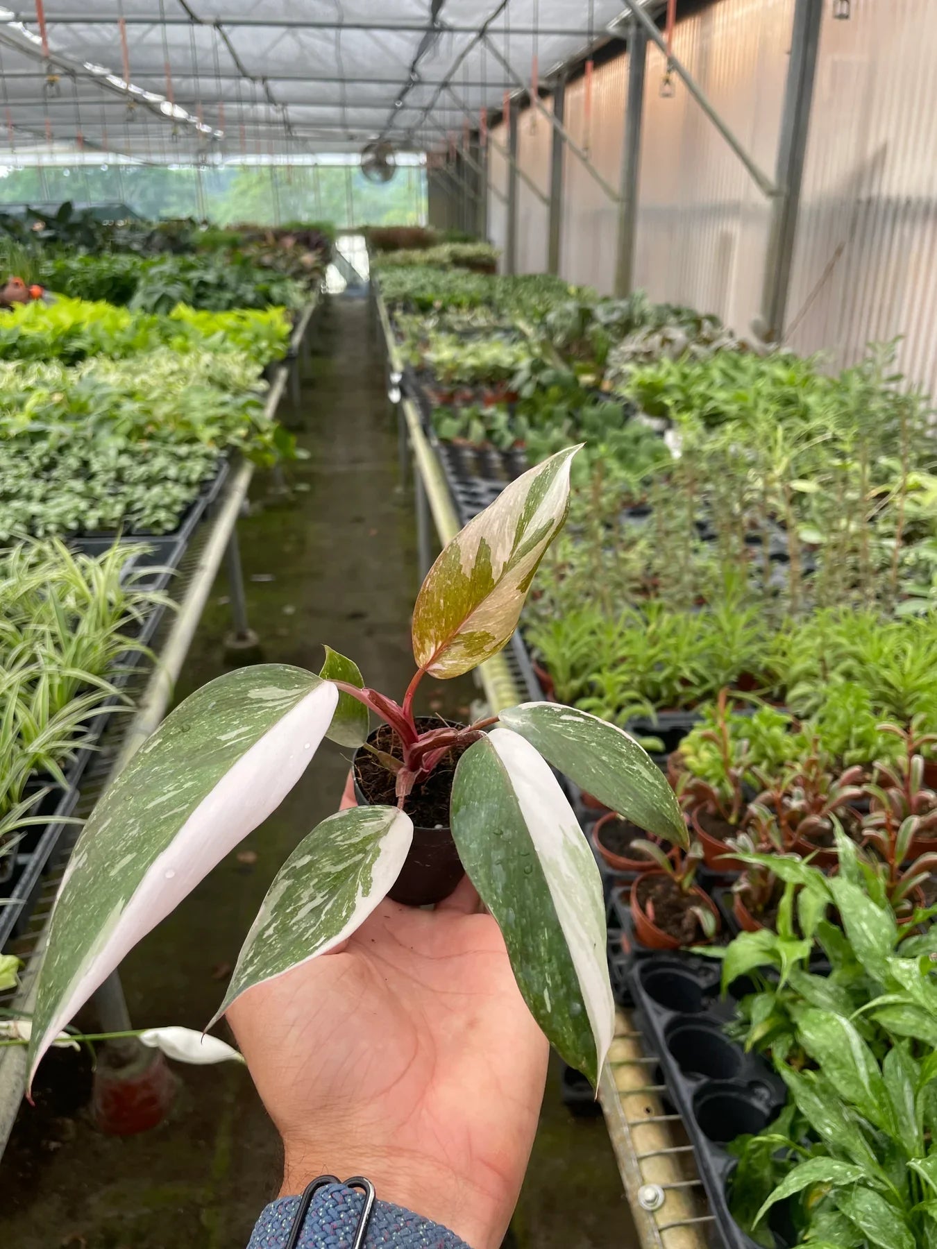 Philodendron 'Pink Princess' | Cactus Clint