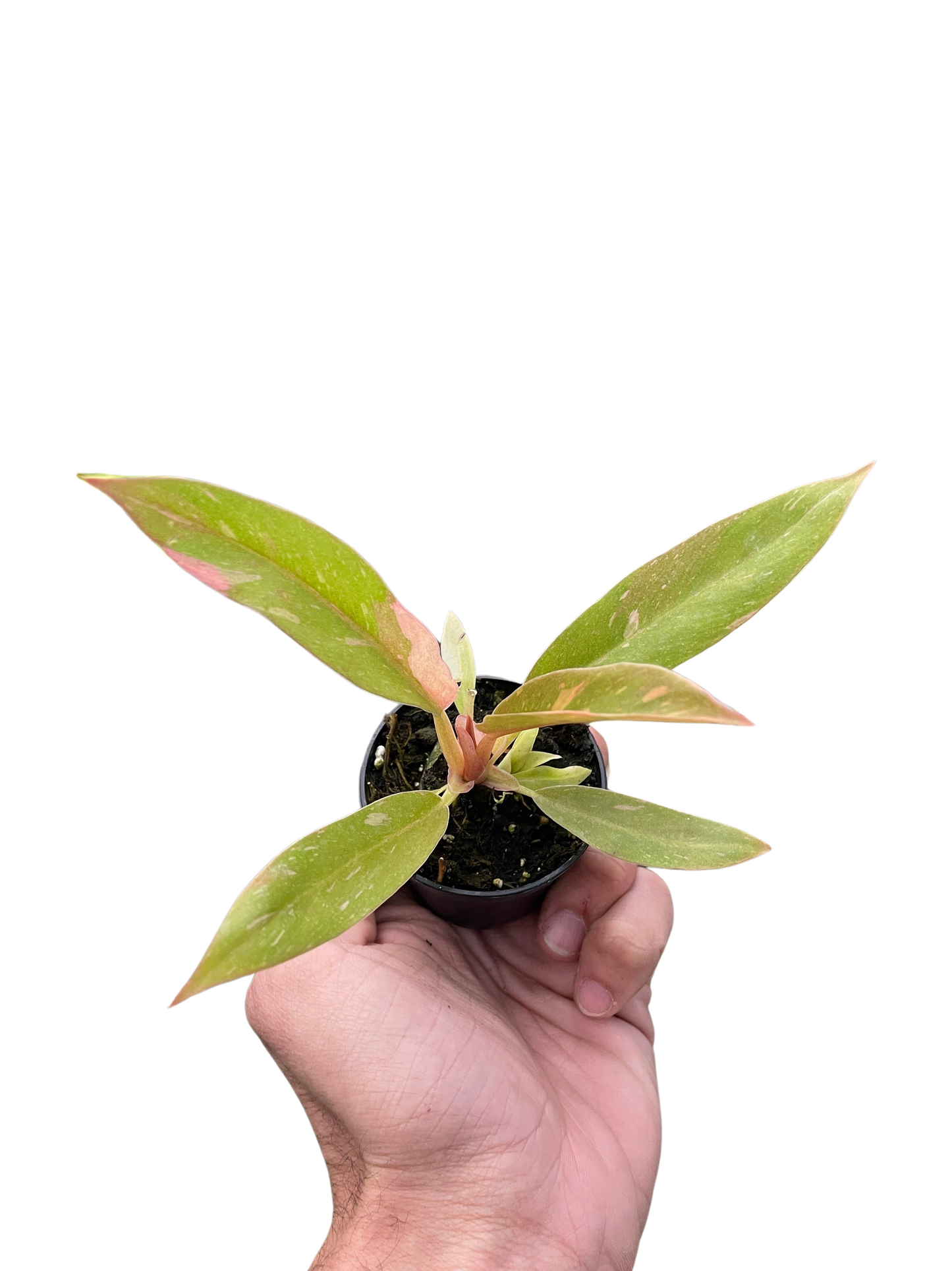 Philodendron Ring of Fire Variegated | Cactus Clint
