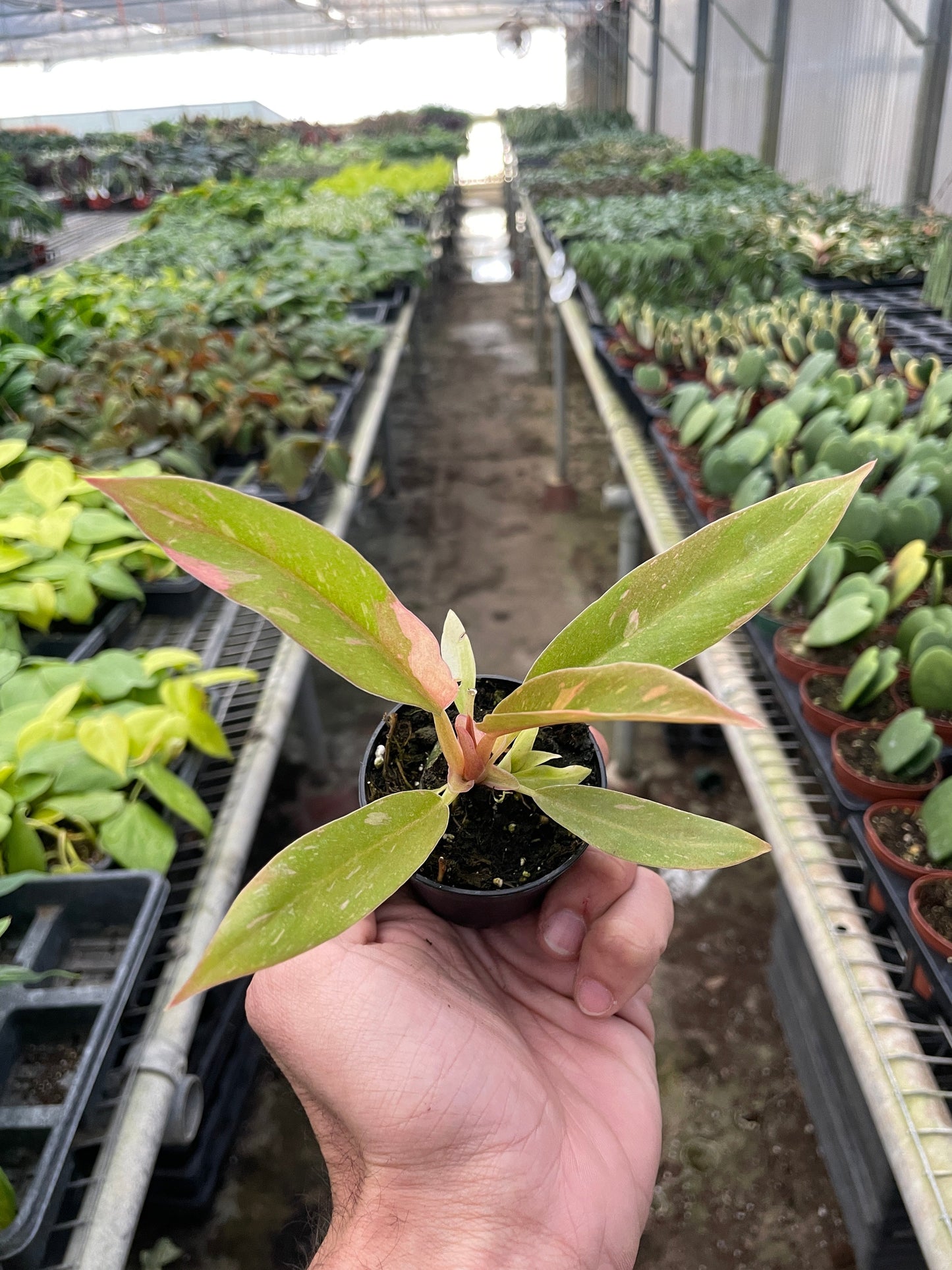 Philodendron Ring of Fire Variegated | Cactus Clint