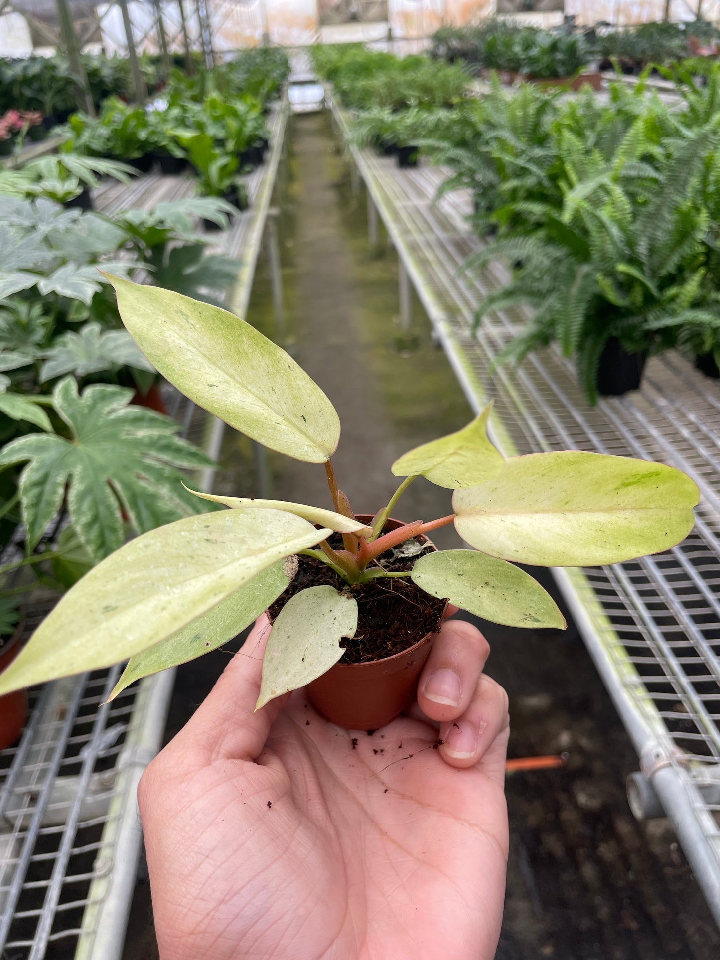 Philodendron 'Snowdrift' | Cactus Clint