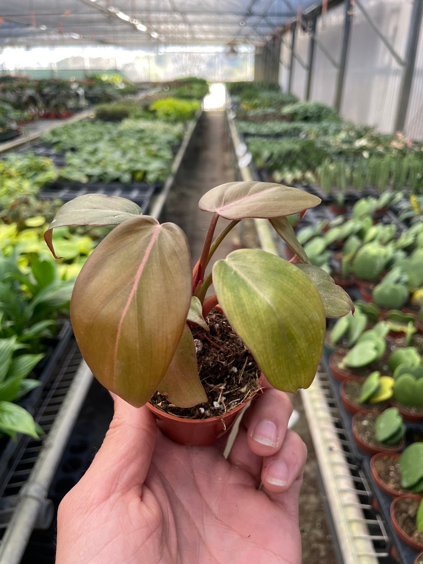 Philodendron 'Summer Glory' | Cactus Clint