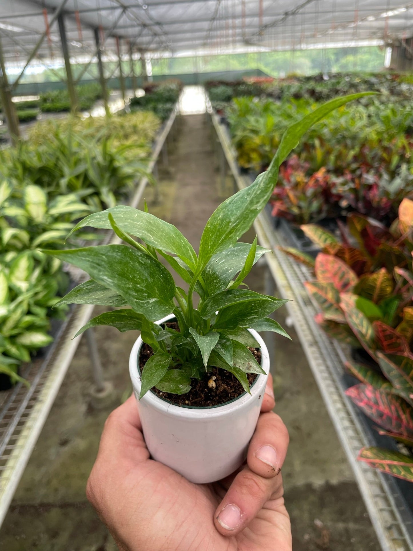 Variegated Spathiphyllum 'Domino' | Cactus Clint