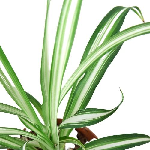 Spider Plant Reverse | Cactus Clint