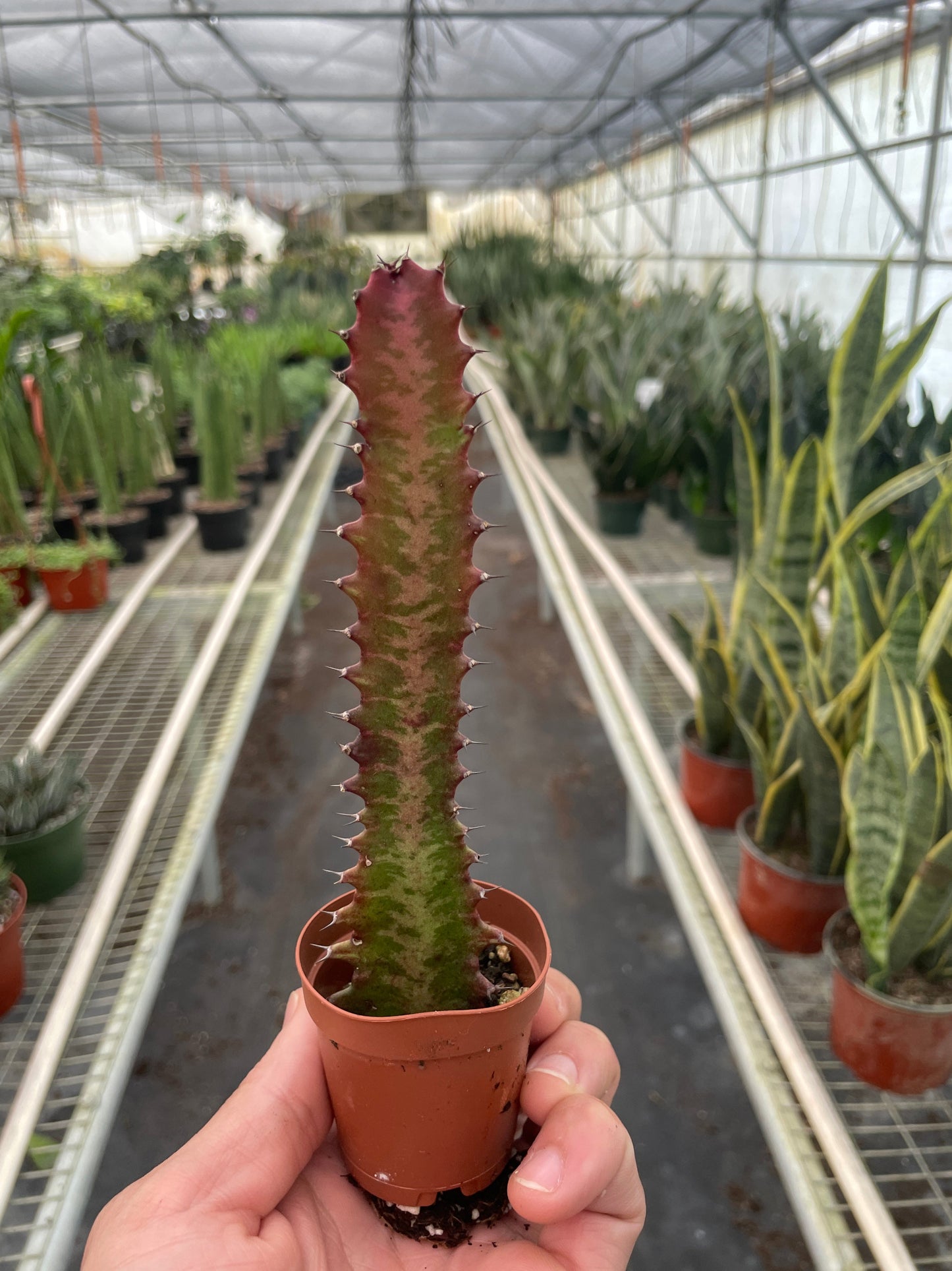 Succulent Euphorbia 'Trigona Rubra' | Cactus Clint