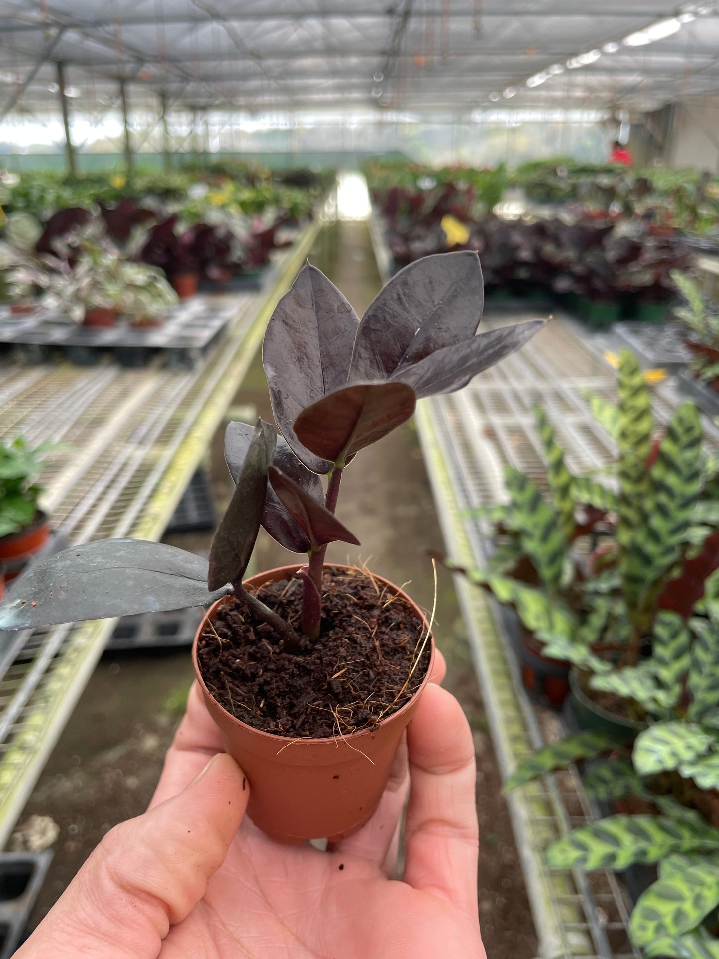 ZZ Zamioculcas 'Black Queen' | Cactus Clint