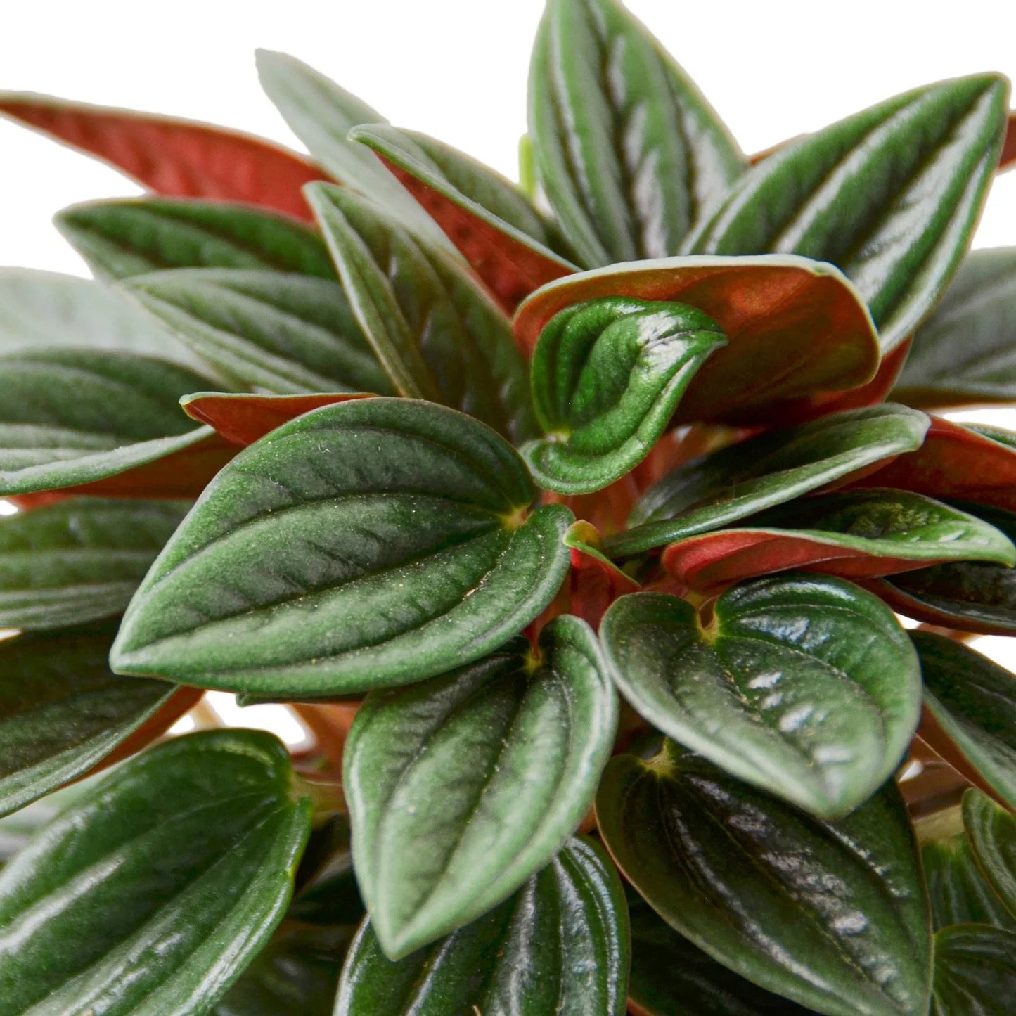 Peperomia Rosso | Cactus Clint