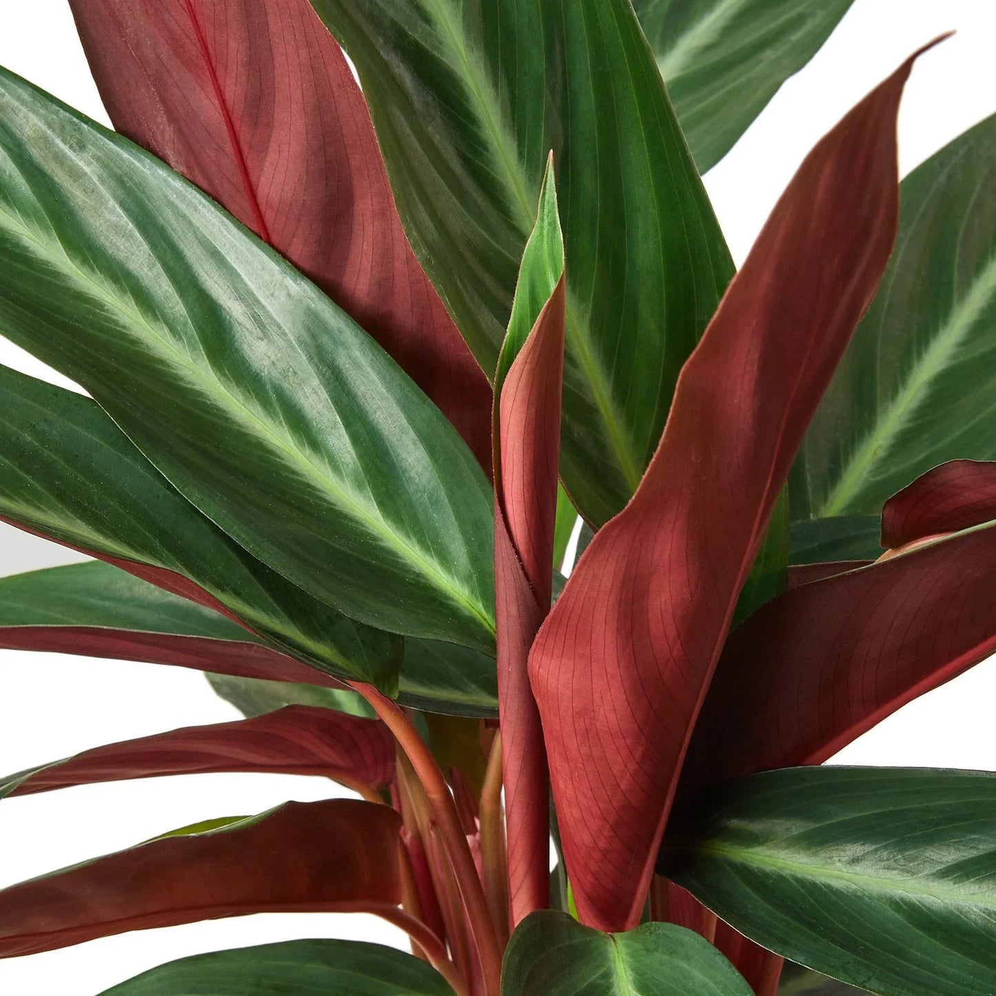 Stromanthe Sanguinea | Cactus Clint