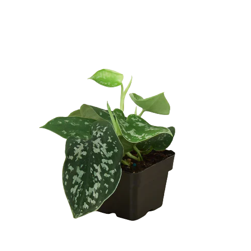 Pothos 'Satin' | Cactus Clint