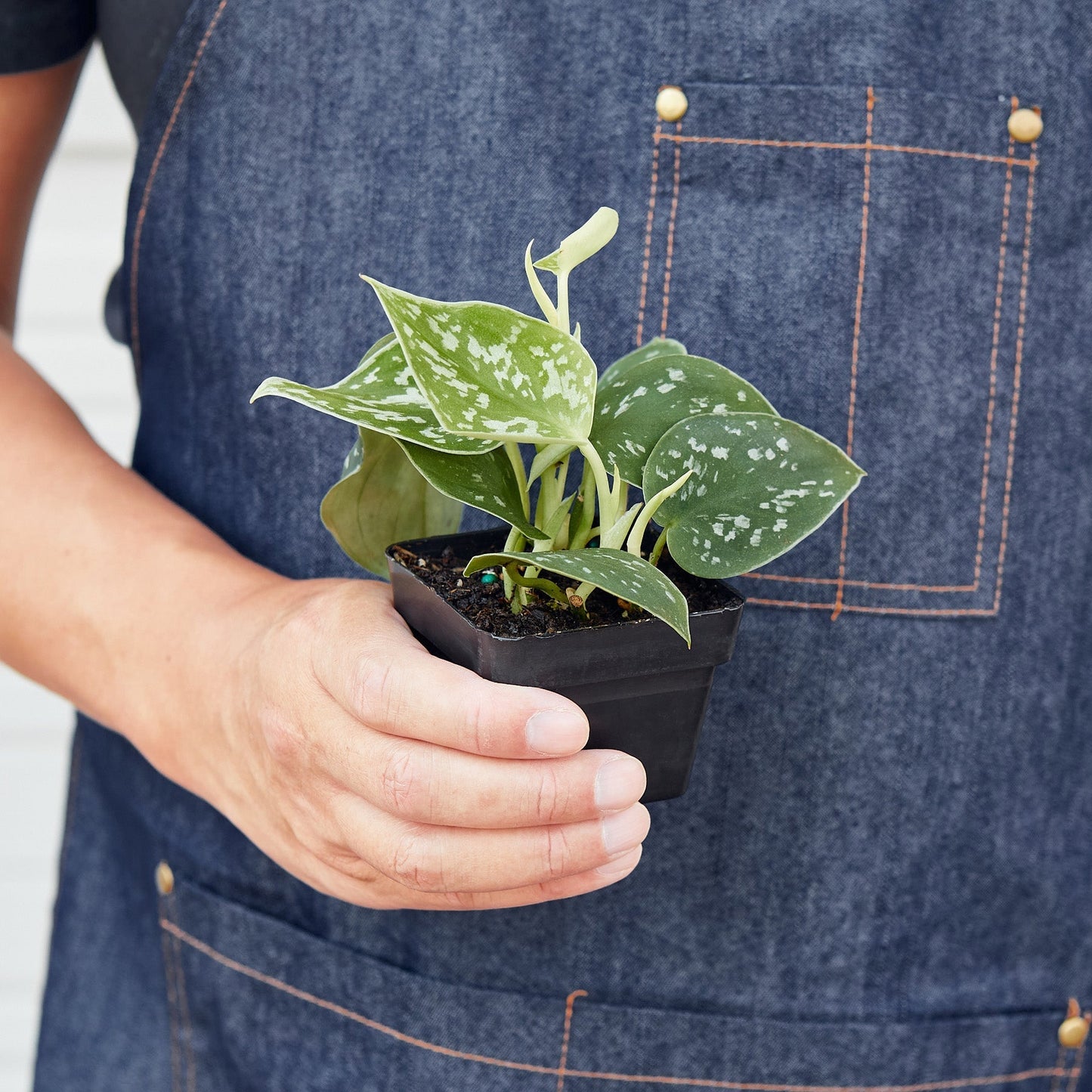Pothos 'Satin' | Cactus Clint