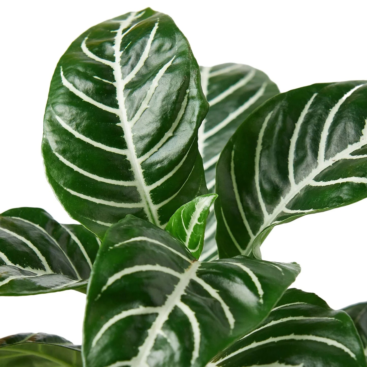 Zebra 'Aphelandra' | Cactus Clint