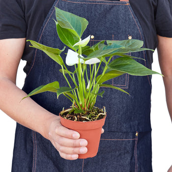 Anthurium 'White' | Cactus Clint