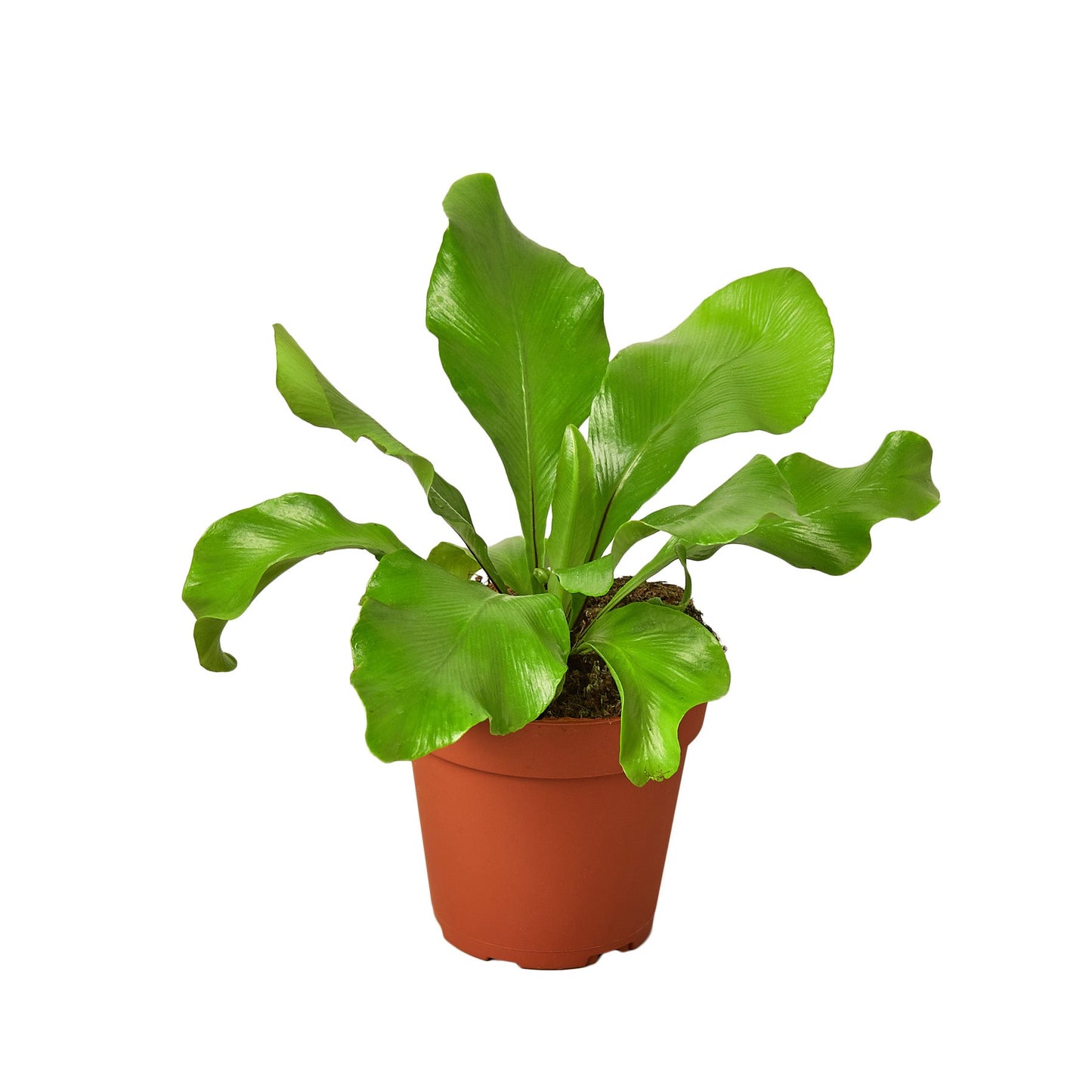 Bird's Nest 'Nidus' Fern | Cactus Clint