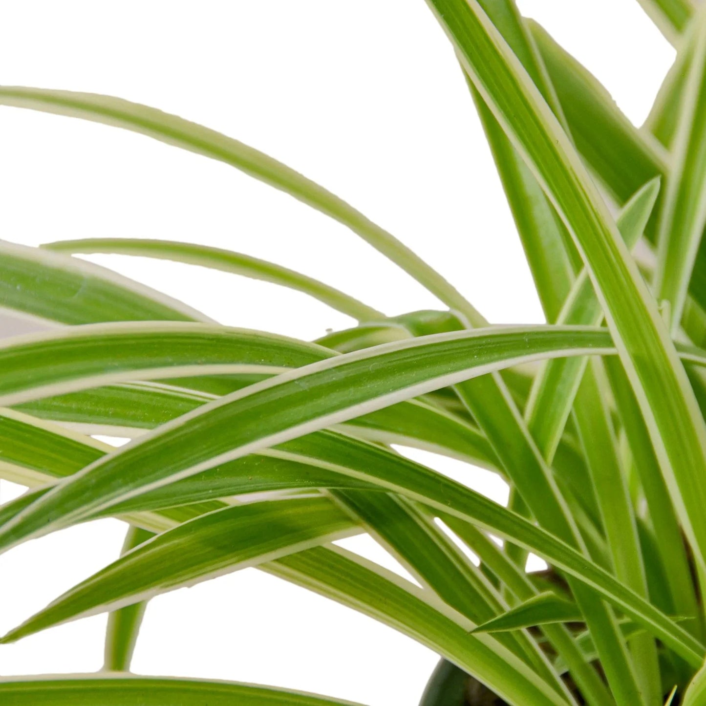 Spider Plant Reverse | Cactus Clint