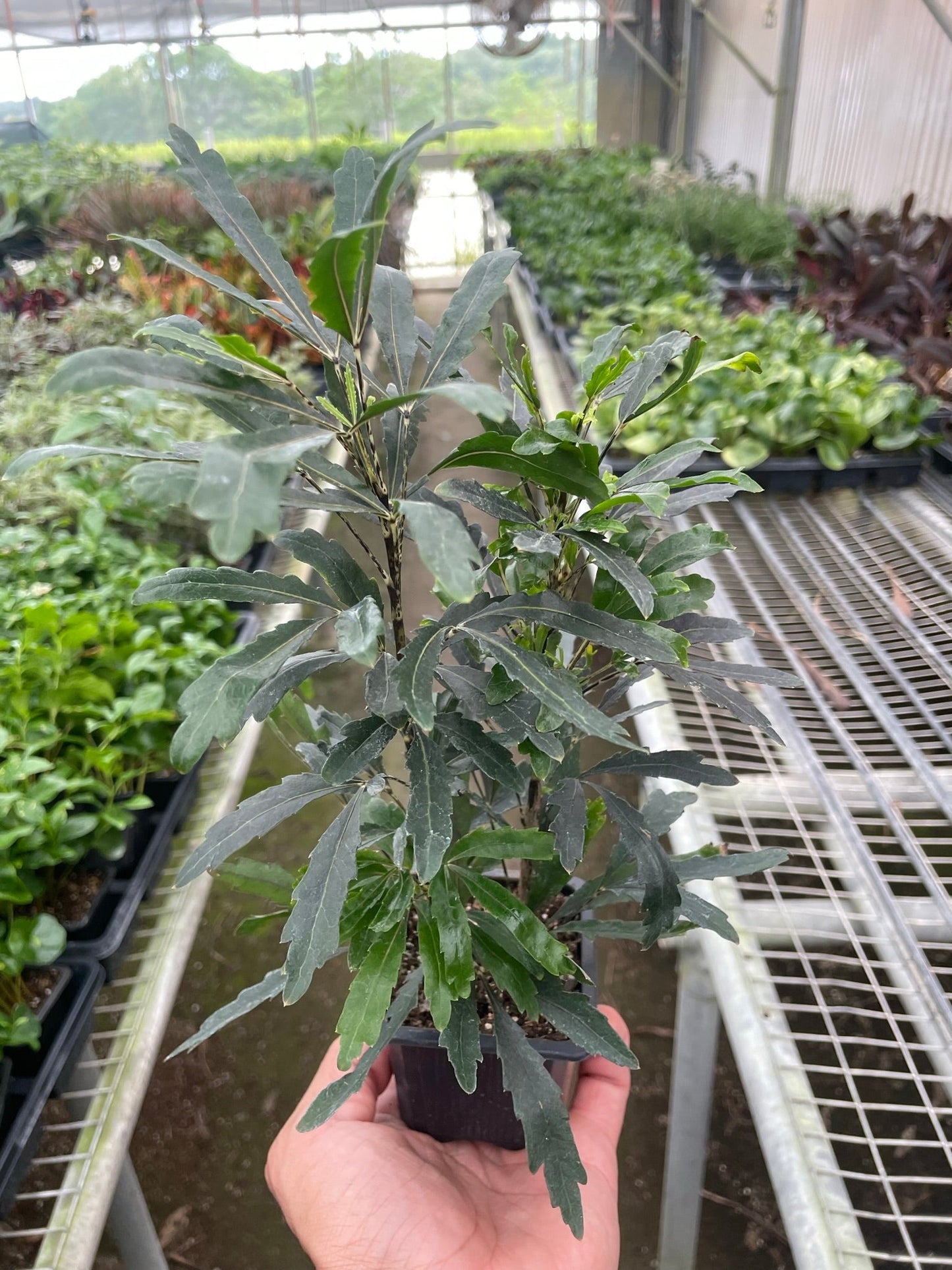 Aralia 'Green' | Cactus Clint