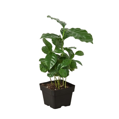 Arabica Coffee | Cactus Clint