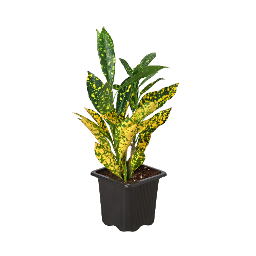 Croton 'Gold Dust' | Cactus Clint