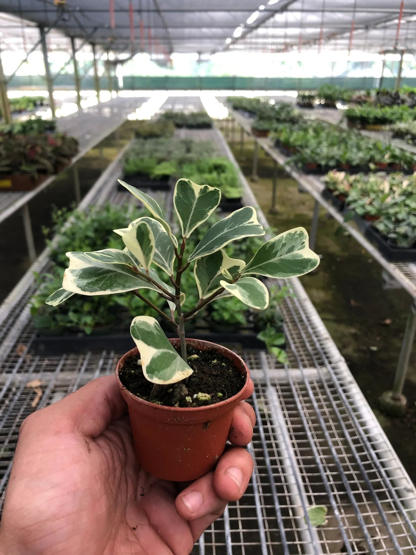 Ficus Elastica 'Triangularis' Variegated | Cactus Clint