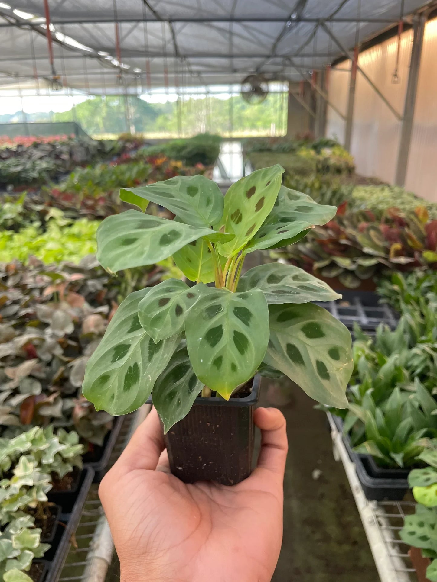 Maranta 'Leuconeura' | Cactus Clint