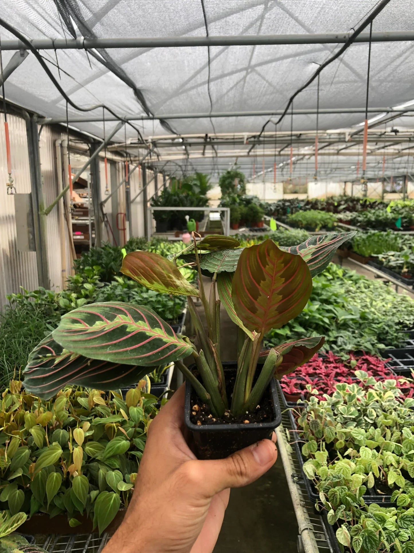 Maranta Red Prayer | Cactus Clint