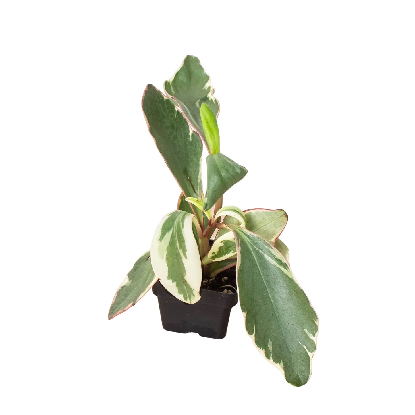 Peperomia 'Ginny' | Cactus Clint